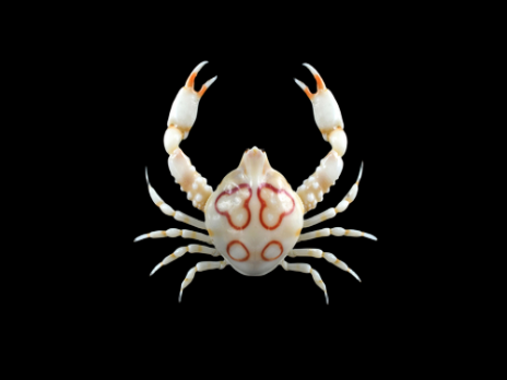 Leucosia anatum 3-6cm