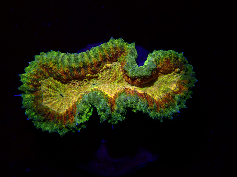 Lobophyllia spp selected N09