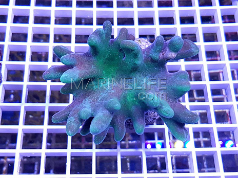 Lobophytum pauciflorum green 02