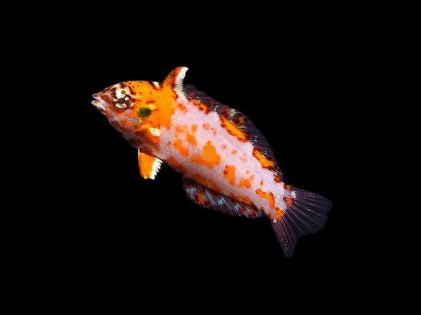 Macropharyngodon choati 4-6cm Australie