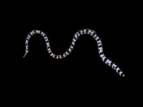 Myrichthys colubrinus 30-50 cm