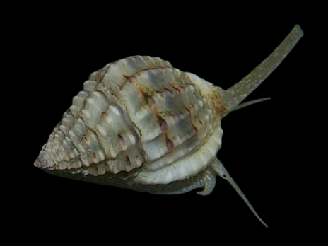 Nassarius spp. 2-3 cm
