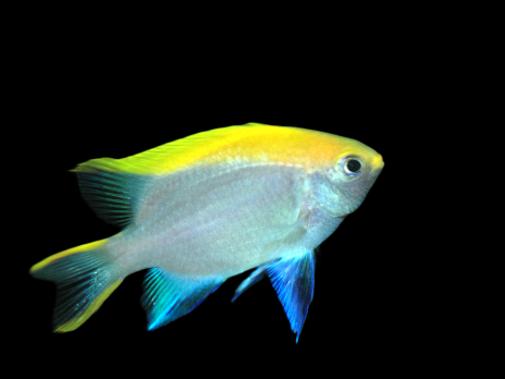 Neoglyphidodon melas Juv&eacute;nile 3-4 cm