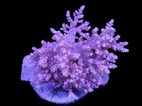 Nephthea sp. M