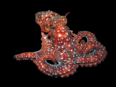 Octopus macropus 8-10 cm Rouge
