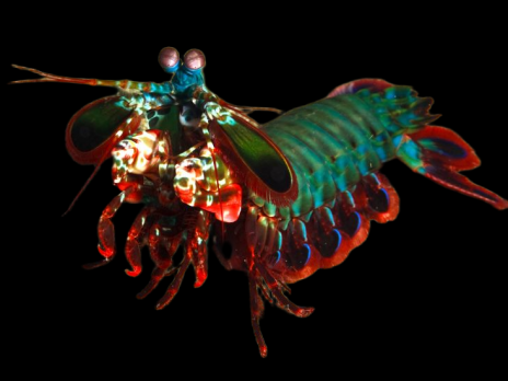 Odontodactylus scyllarus 10-12cm