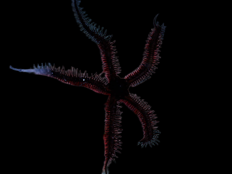 Ophiocoma sp. M Noire