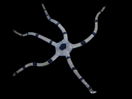 Ophiolepis superba 6-8cm