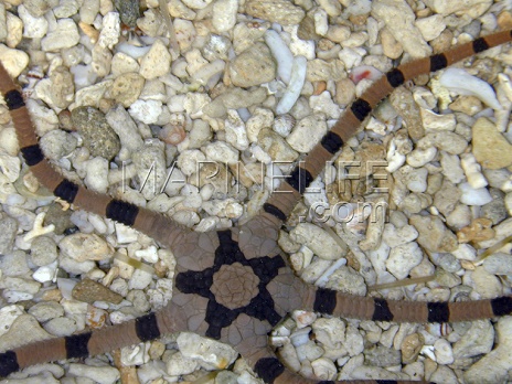 Ophiolepis superba