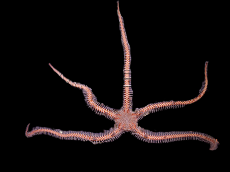 Ophiomastix annulosa 6-10cm