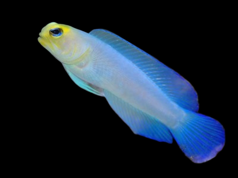 Opistognathus aurifrons M