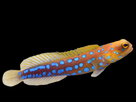 Opistognathus rosenblatti M - TRES RARE