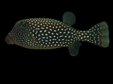 Ostracion meleagris Femelle 5-8 cm