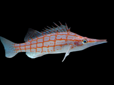 Oxycirrhites typus M