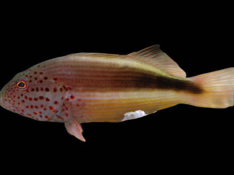 Paracirrhites forsteri 4-6 cm