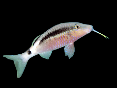 Parupeneus barberinus 7-10 cm