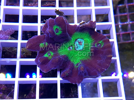 Pectinia spp bicolor 03 FRAG