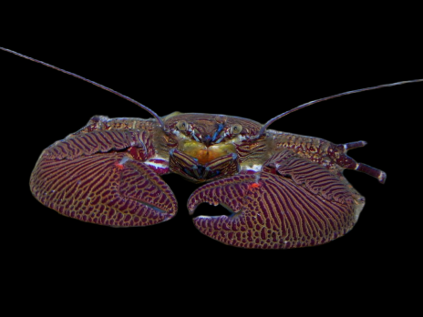 Petrolisthes spp. 3-5 cm