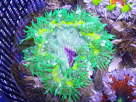 Phymanthus crucifer ULTRA 02
