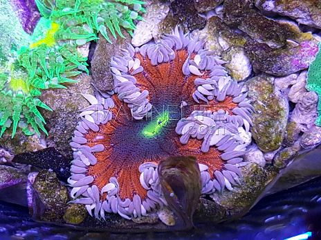 Phymanthus crucifer ULTRA 04