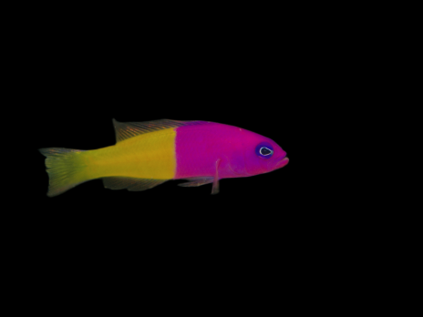 Pictichromis paccagnellae 3-5cm