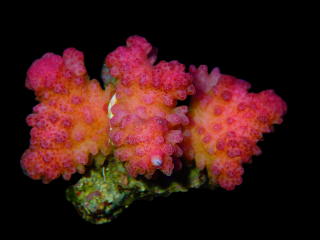 Pocillopora sp. 7-8 cm Rose