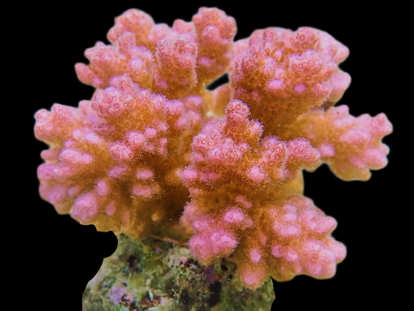 Pocillopora verrucosa 4-6cm Red Pink