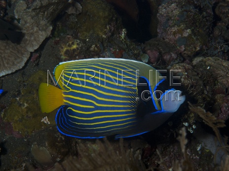 Pomacanthus imperator Adulte