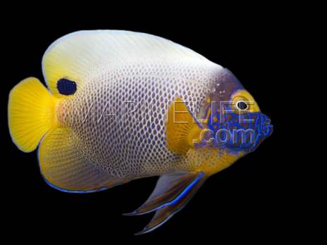 Pomacanthus xanthometopon Adulte M