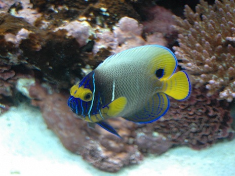Pomacanthus xanthometopon Sub-adulte