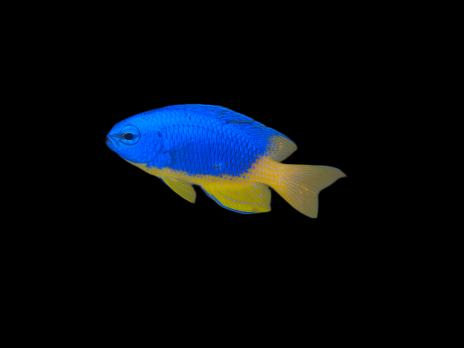 Pomacentrus coelestis 3-5 cm