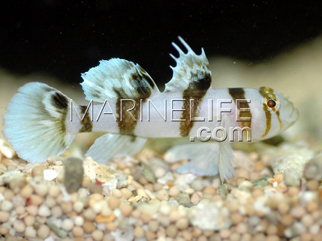 Priolepis nocturna 3-4 cm