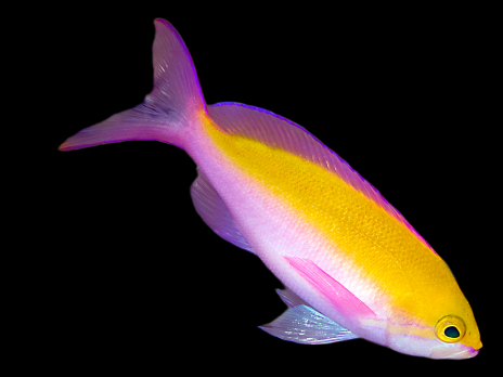 Pseudanthias bicolor M&acirc;le M Dos jaune