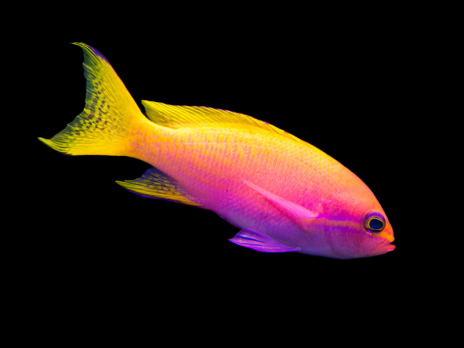 Pseudanthias bimaculatus Femelle 5-7cm
