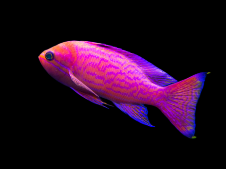 Pseudanthias bimaculatus M&acirc;le 8-10cm