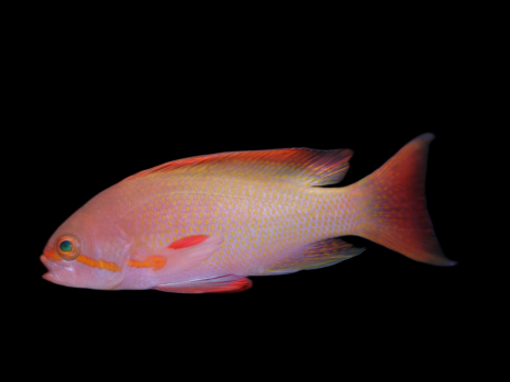 Pseudanthias cheirospilos M&acirc;le M