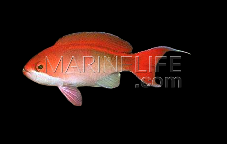 Pseudanthias cooperi M&acirc;le