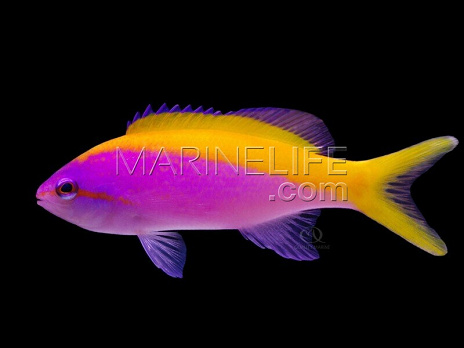 Pseudanthias evansi M