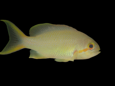 Pseudanthias huchtii Femelle 3-5cm