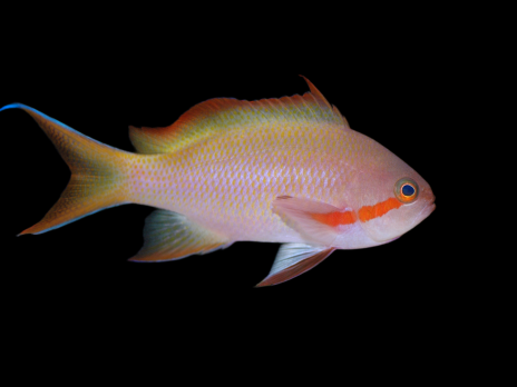 Pseudanthias huchtii M&acirc;le 5-7cm
