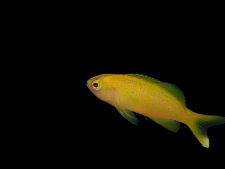 Pseudanthias parvirostris Femelle 3-4cm