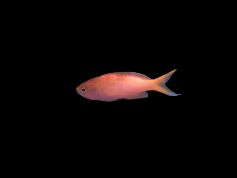 Pseudanthias parvirostris M&acirc;le 4-6cm