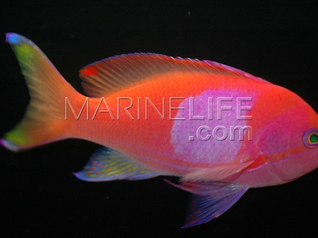 Pseudanthias pleurotaenia M&acirc;le