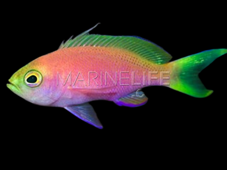 Pseudanthias pulcherrimus Femelle 3-4cm