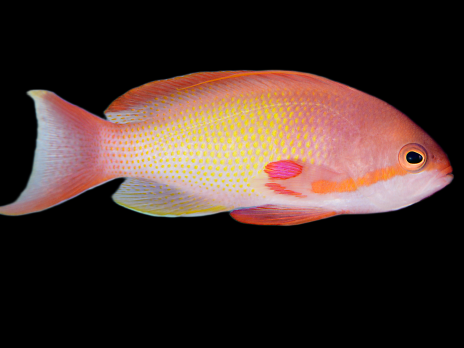 Pseudanthias squamipinnis M&acirc;le M