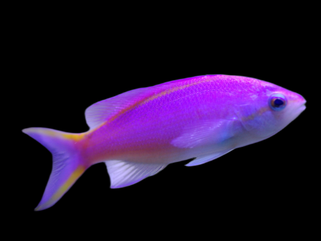 Pseudanthias tuka Femelle 6-8 cm