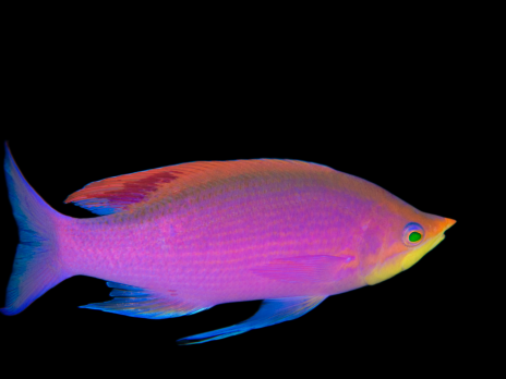 Pseudanthias tuka M&acirc;le 6-8 cm