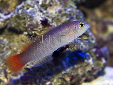 Pseudochromis coccinicauda Femelle