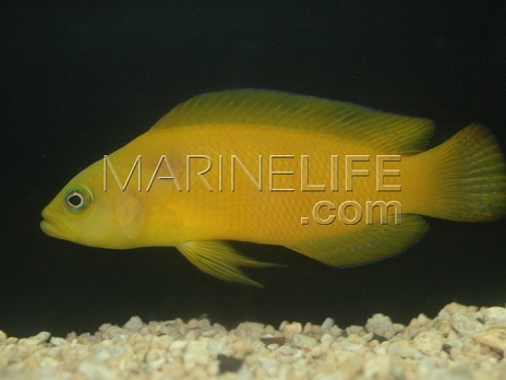 Pseudochromis fuscus (aureus)