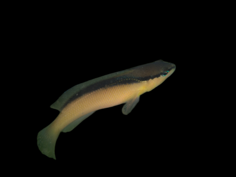 Pseudochromis perspicillatus 4-6cm